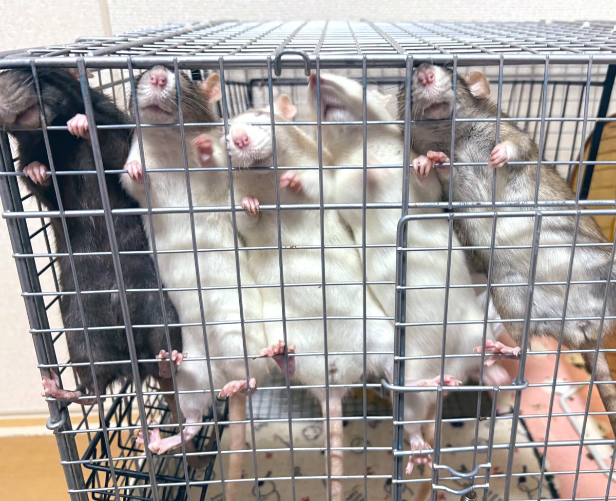 ぽんぽん見せつけ隊、
オールスター感謝祭🐭🐭🐭🐭🐭

 #ファンシーラット オリーブちゃん パチュリちゃん サフランちゃん ローズマリーちゃん キヌアちゃん