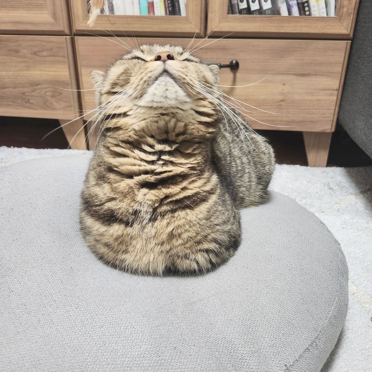 ナズナとスズナ🌱 (@fwfwnzn) / Posts / X