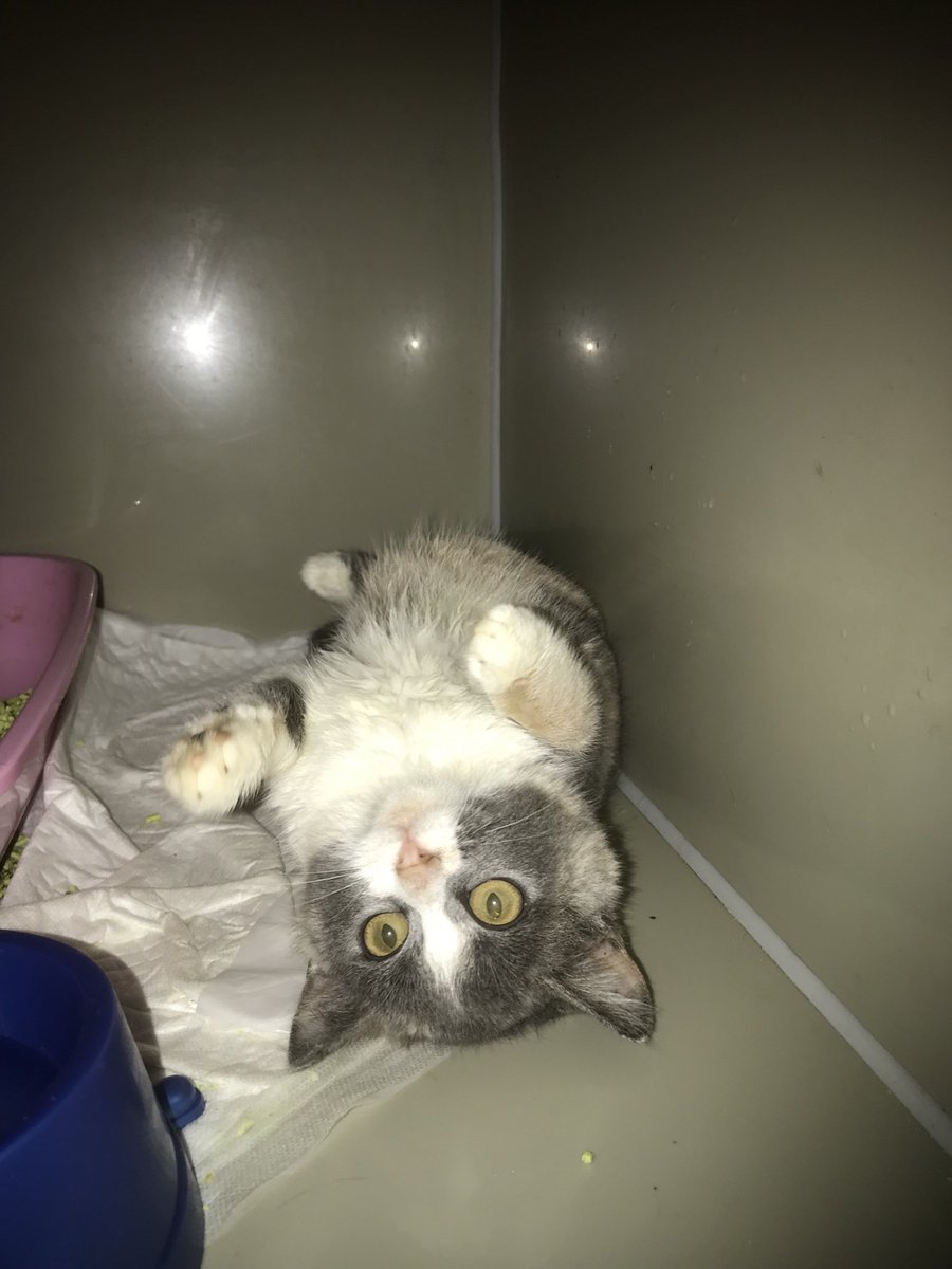 Прилаштовується кішка Мальвінка 
Перебуває в клініці в Тернополі 
Ласкава кішечка лоток ходить 
Оброблена від паразитів 
Вже є перша вакцина
Подаруйте дім!!!!
Допоможу з переїздом
 Долучитися до оплати можна за посиланням на банку Моно
http://
send.monobank.ua/jar/4V3rTvgWNY