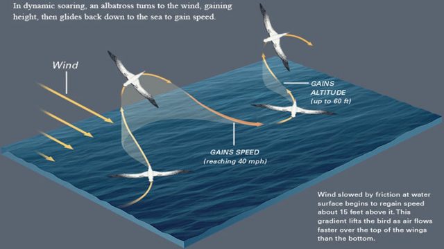 Нас немного штормит, но зато у нас прекрасные альбатросы и буревестники вокруг судна.
Альбатросы могут часами парить над океаном, используя динамическое парение (dynamic soaring) не делая при этом ни единого взмаха крыльями. В естественной среде живут до 40 лет, в неволе до 70