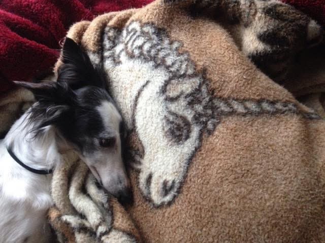 dogecore (@puppercore) on Twitter photo 