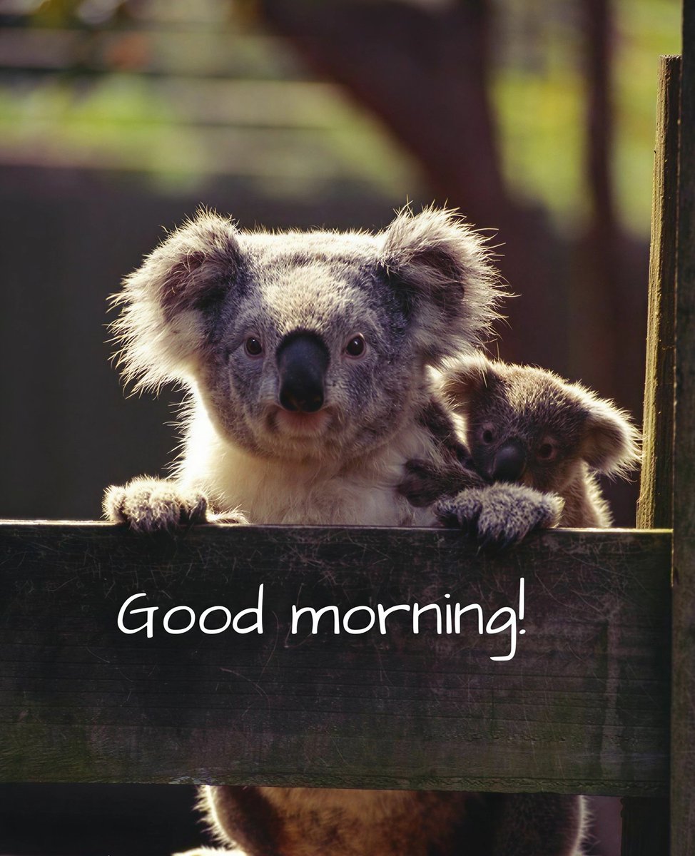 Koala Fan tweet media