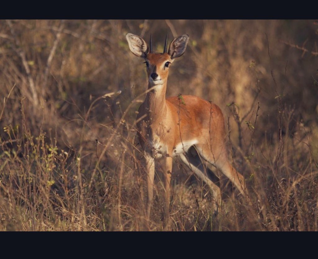 شبه الغزال  اللي يحوص  و  يطامر 
و يلعب و يلهى بين عشب و نواوير 

ان شاف صياد(ن) شغوف و مغامر 
يجفل و  وده  لو  بعد  يقدر  يطير !