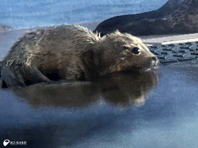 ゴマフアザラシの「ココア」との
思い出を振り返りながら…🦭

「新しい場所でもそのままの『ココア』でいてほしいなと思います。」

「ココア」、ありがとう。行ってらっしゃい！ | えのすいトリーター日誌
enosui.com/diaryentry.php…
（動画あり）