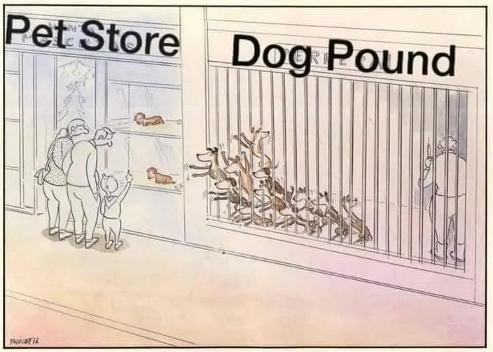 "Don't breed or buy while homeless animals die." 💔💔💔