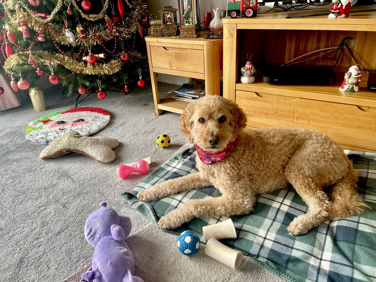 Florrie Labradoodle tweet media