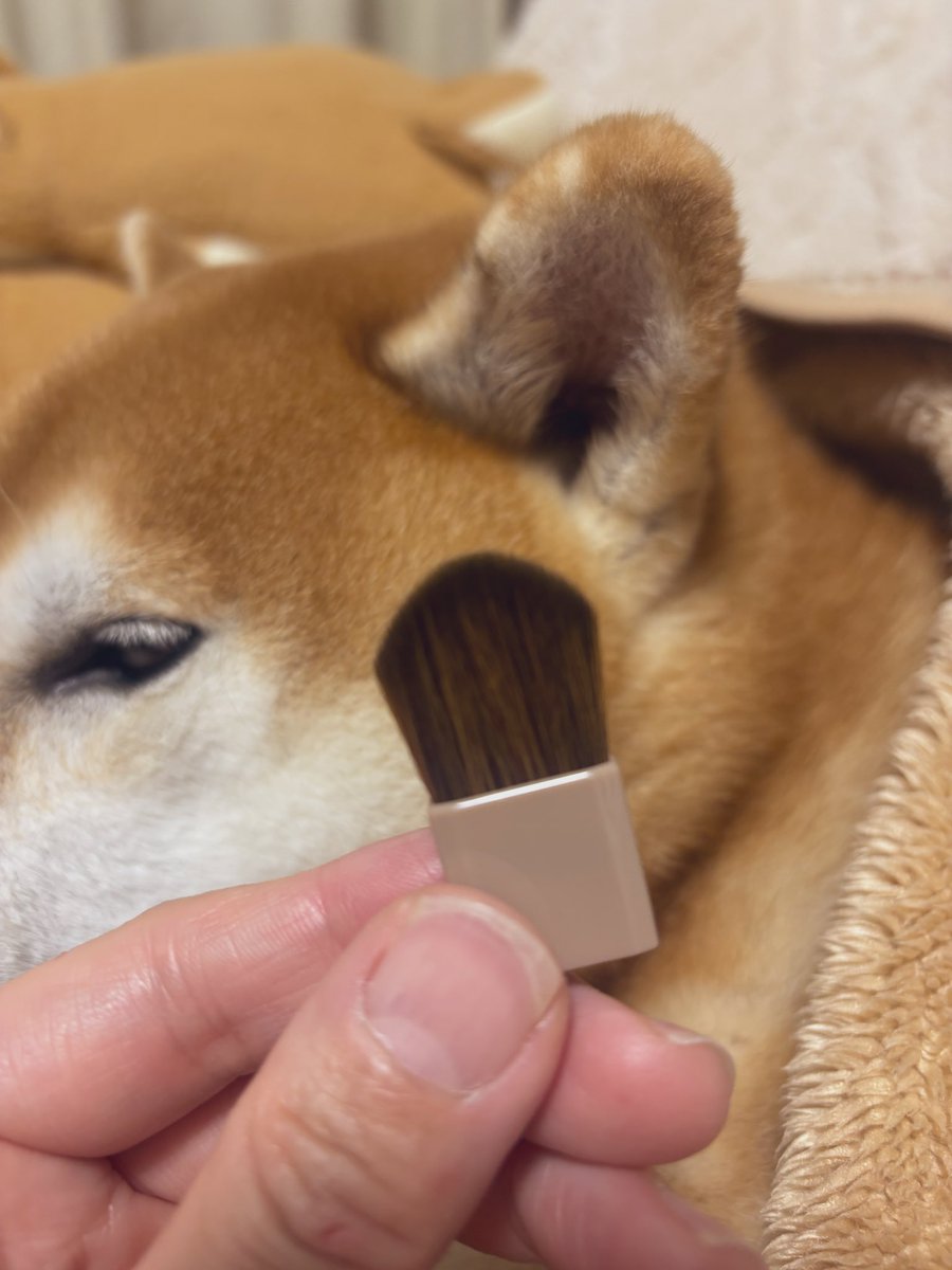 SNSで大バズりし入手困難だった、
セザンヌの通称「ババアの粉」ことトーンフィルターハイライトの付属ブラシの手触りが「柴犬の耳」と聞き、
入手後検証してみた結果、
かなりの柴耳再現率と判明しましたので報告いたします。

#柴犬
#柴犬大好き
#セザンヌ
#柴犬の耳ブラシ