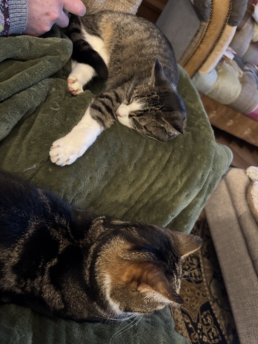 One heated blanket 🟰 two sleepy cats