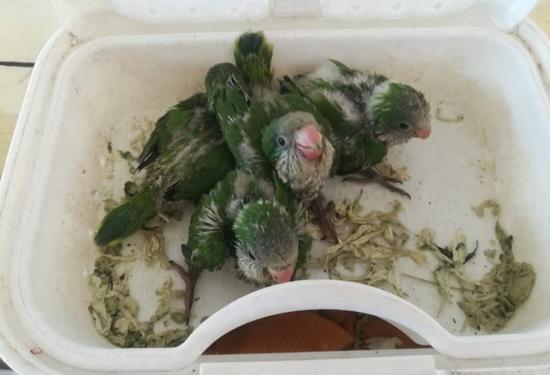 ContBolivia's tweet photo. #Seguridad | 53 pichones de loro fueron recuperados en operativo conjunto entre #POFOMA #SantaCruz  y la dirección de Recursos Naturales #DIRENA de la gobernación. Los animales estaban siendo comercializados de manera ilegal en inmediaciones del mercado Barrio Lindo. https://t.co/pxNctaV8BE