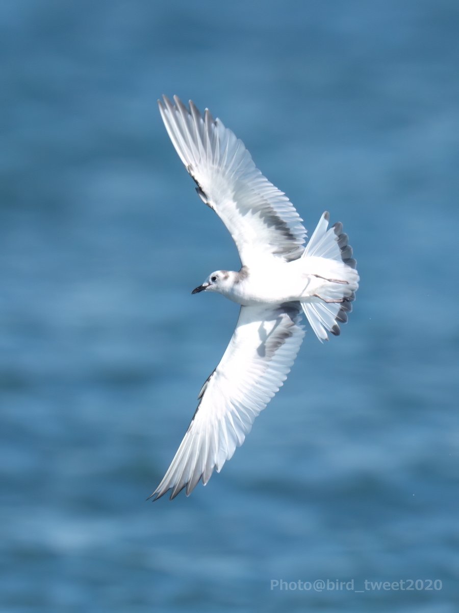 #クビワカモメ 背中とお腹
黒い背中が特徴的で、探すときにはこれを意識して探してました。
その他、自分が気がついたのは、
・黒い嘴
・風切P5？の白い斑
・尾羽根の黒帯
つづく
#SabinesGull #首輪鴎