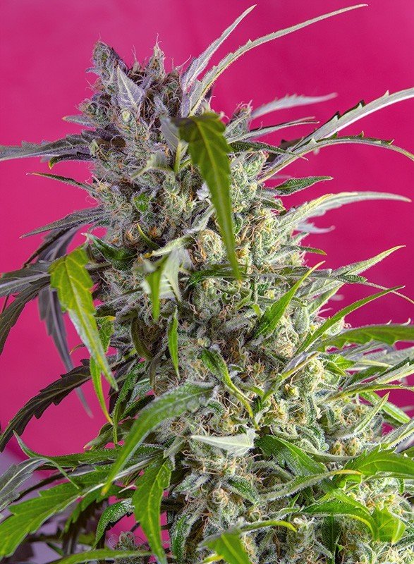 ToroGrow's tweet photo. Sweet Seeds - Crystal Candy Auto (auto/fem.) https://t.co/EhC8TfrN2q #Cannabis #TG #гроушоп #Seeds #torogrow #Growshop #ToroGrowshop #каннабис #семена https://t.co/O5g0sXmnKL