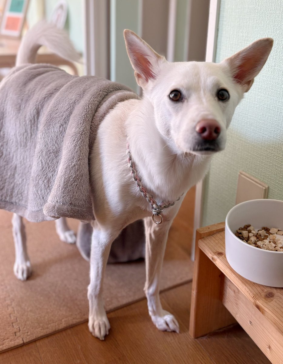 ハルです これはこのブランケットマン状態を前から見たハルちゃん 「ハル