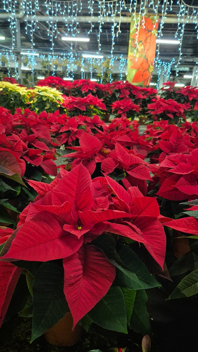 #vivaigaggero #Christmas #Christmas2025 #poinsettia #stelladinatale #Natale #Christmasgifts #piante #christmasdecor #gardening