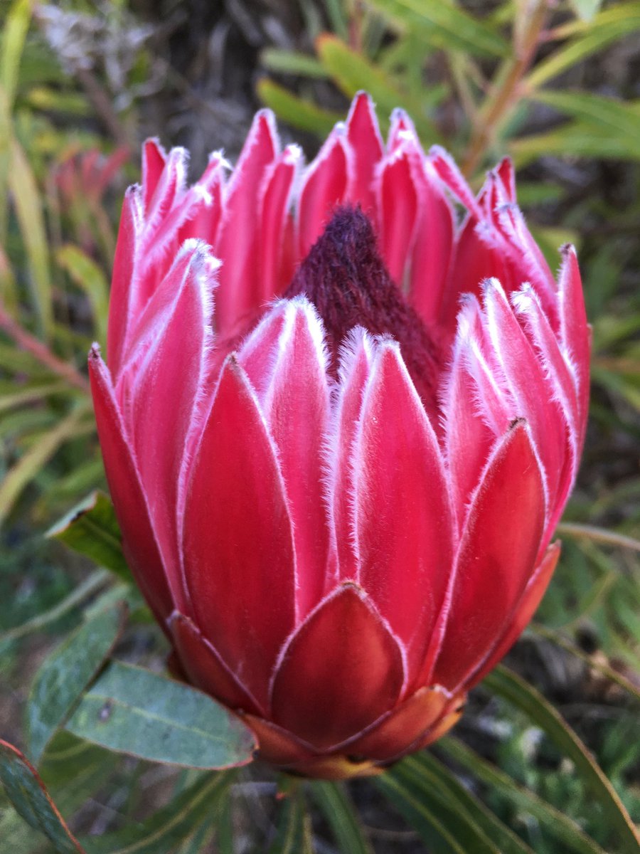 DianaR_Resendiz's tweet image. Red has never felt so right 🍃 🍒🌷🍒🌷🌿

With its vibrant cherry-red hue, flawless bracts, soft feathery tips, and elegant long leaves…Liebencherry or also known as the Long-Leaf Sugarbush, brings instant holiday magic. ✨🍒🌷#inspiredbycolor #festiveflorals #protea