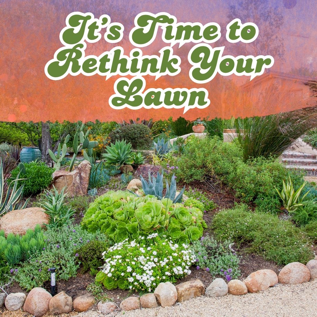 🌿💧 Fall is the perfect time to replace your lawn with a water-wise,  wildlife-friendly garden! Solano County Water Agency offers rebates up to  $1,500 for California native landscapes. Learn more & apply: