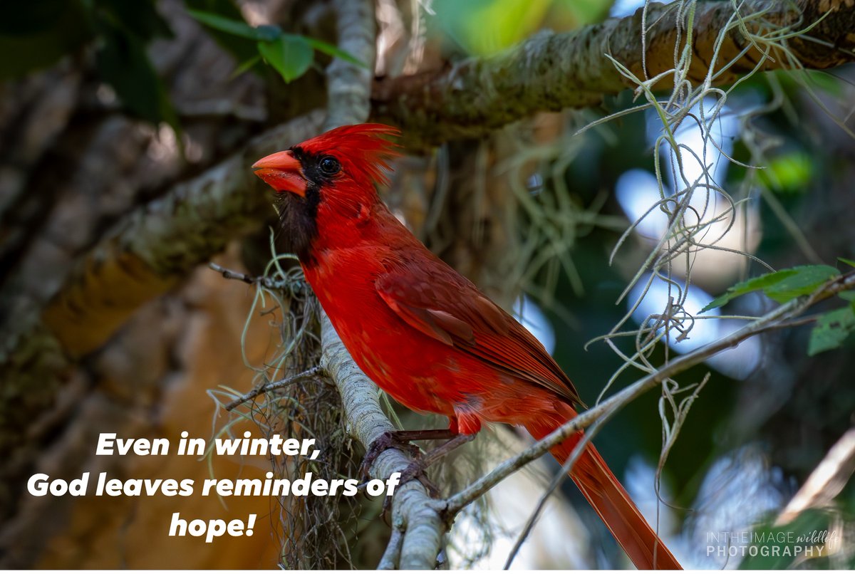 As we move toward Christmas, remember: Jesus came to end gloom and despair.

“There will be no more gloom for those in distress.” (Isa. 9:1) “For unto us a Child is born, unto us a Son is given.” (Isa. 9:6)

The Light has come. His name is Jesus.