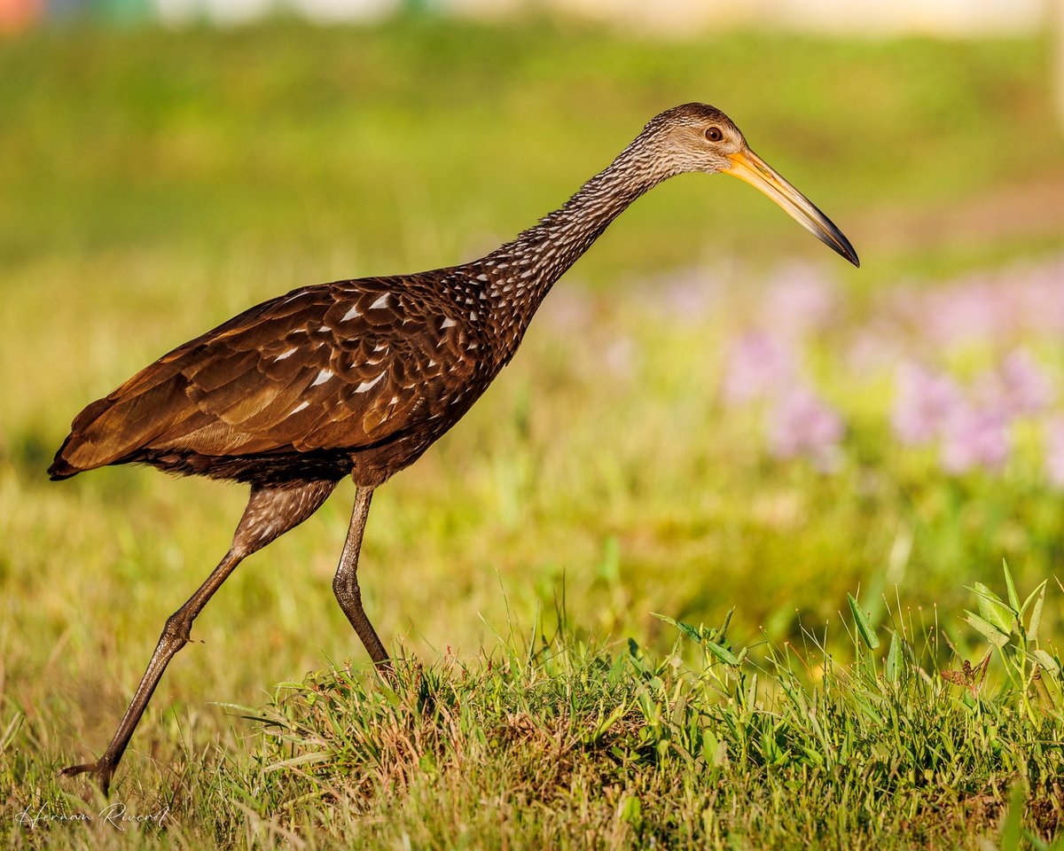 Limpkin, foraging for apple snail in the neighbourhood.
Ladyville, Belize
#BirdsOfBelize #BirdsSeenIn2025 #birds #birdwatcher #BirdsOfX #BirdsOfTwitter