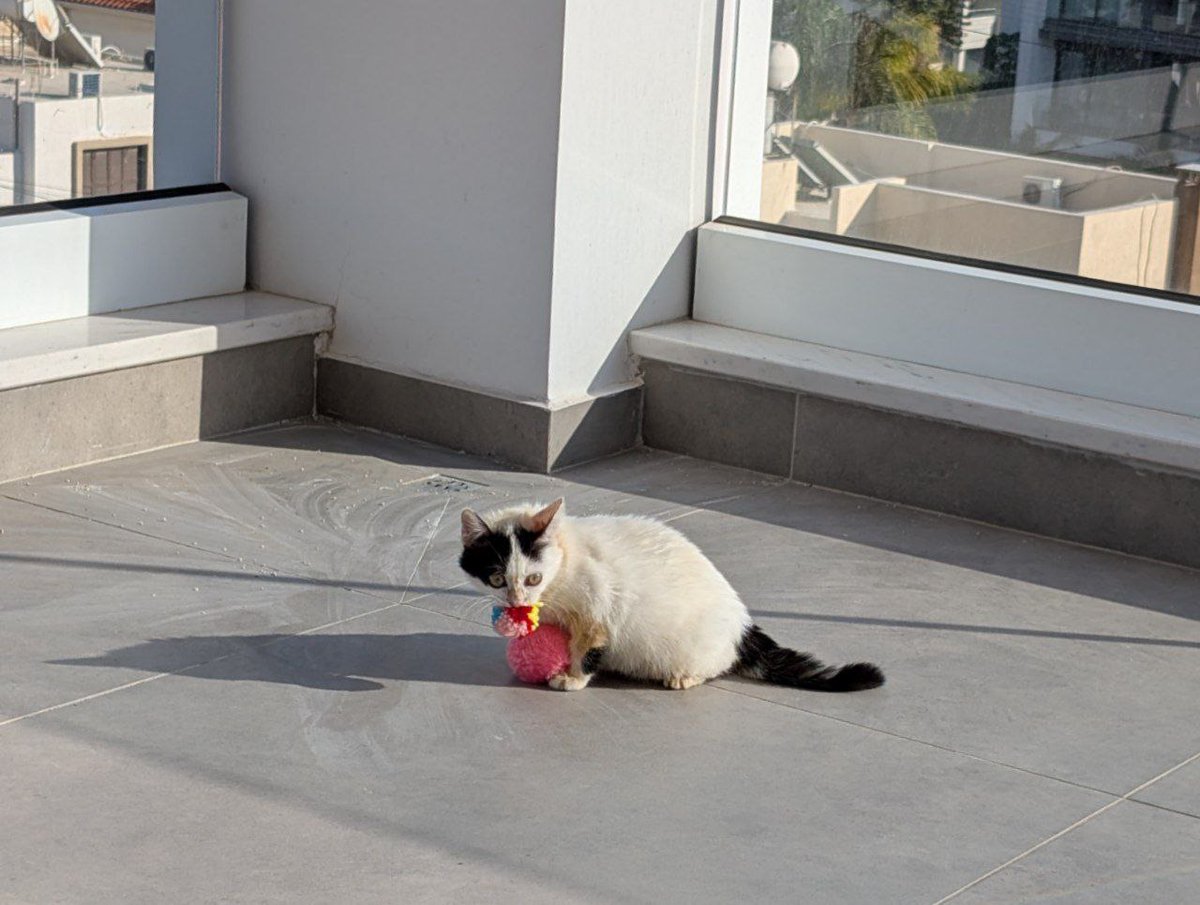 Кипр!
Это Эрик и он ищет дом, плз репост!

(почему Эрик? потому что эта пластиковая тюрьма не удержит меня вечно, Чарльз)

В комплекте:
талант смешно получаться на фотках
качественный мурчальник
интерес к людям
любовь ко всем игрушкам и немного ногам
нелюбовь к одиночеству