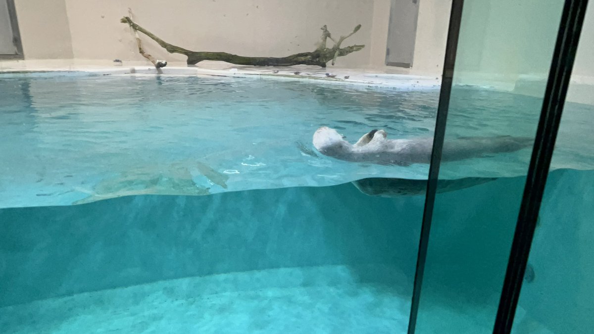 waaataruuun's tweet photo. 昨日は鳥羽水族館とミジュマル公園行った
どこの水族館もペンギンコーナーで時間が溶ける https://t.co/7S24HCyFuH