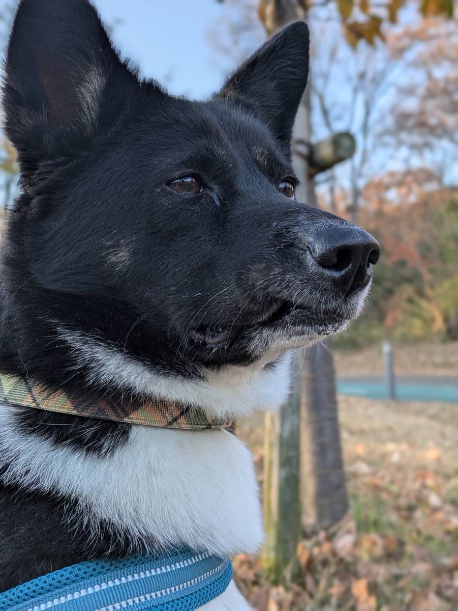 よものんあん母 (@chobikuro311) / Posts / X