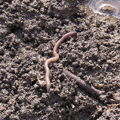 TheNatureFund's tweet image. Scientists Launch Major Effort to Map Northern Ireland’s Earthworms #earthworms #worms

naturalworldfund.com/scientists-lau…