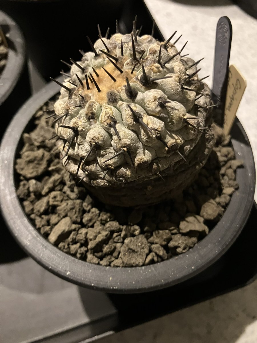 yoph_8's tweet photo. コピアポア 🌵

#黒王丸 #コルムナアルバ #黒士冠 
#デュラ #栗星玉 #ハセルトニアナ
#レンベッキ #ヒポガエア https://t.co/QjPyAXkcMG