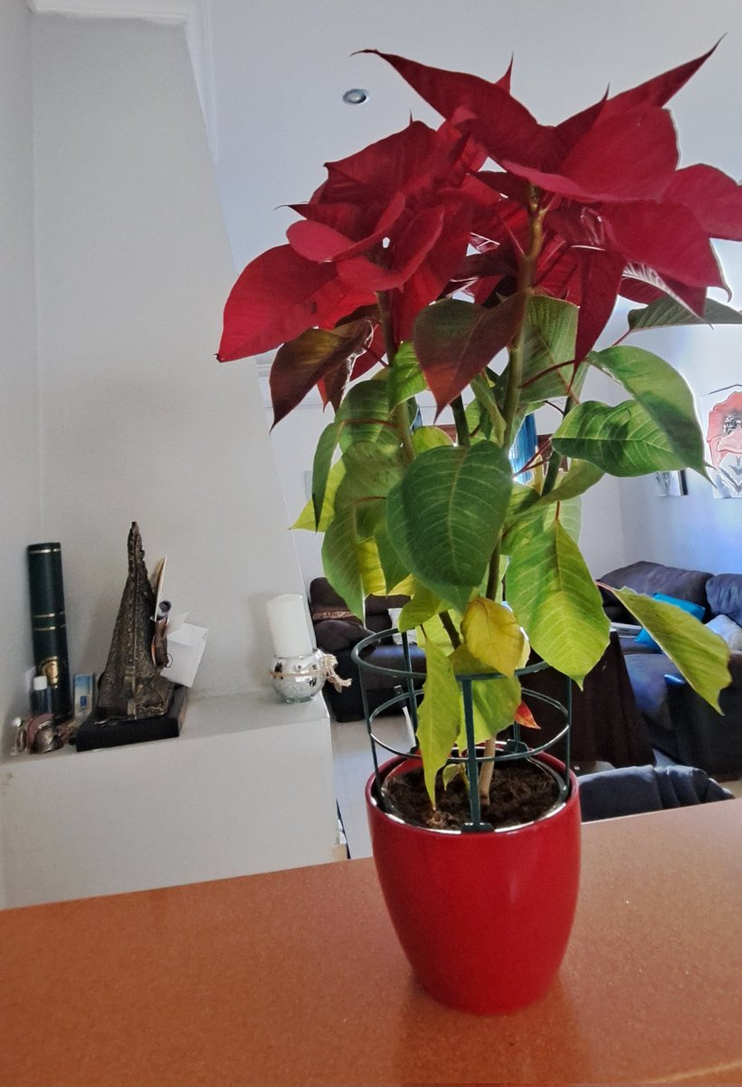jasotillob's tweet photo. Euphorbia pulcherrima, flor de pascua, pastora o poinsetia,entre otros nombres, ya esta en nuestro hogar y este gracias a mis suegros, que con tanto amor nos la han regalado.
Me quede sin palabras y eso en mi es muy complicado.
Yo me entiendo ‼️ 
#Navidad #Hogar  #Tradiciones https://t.co/vVQN5zsQNP