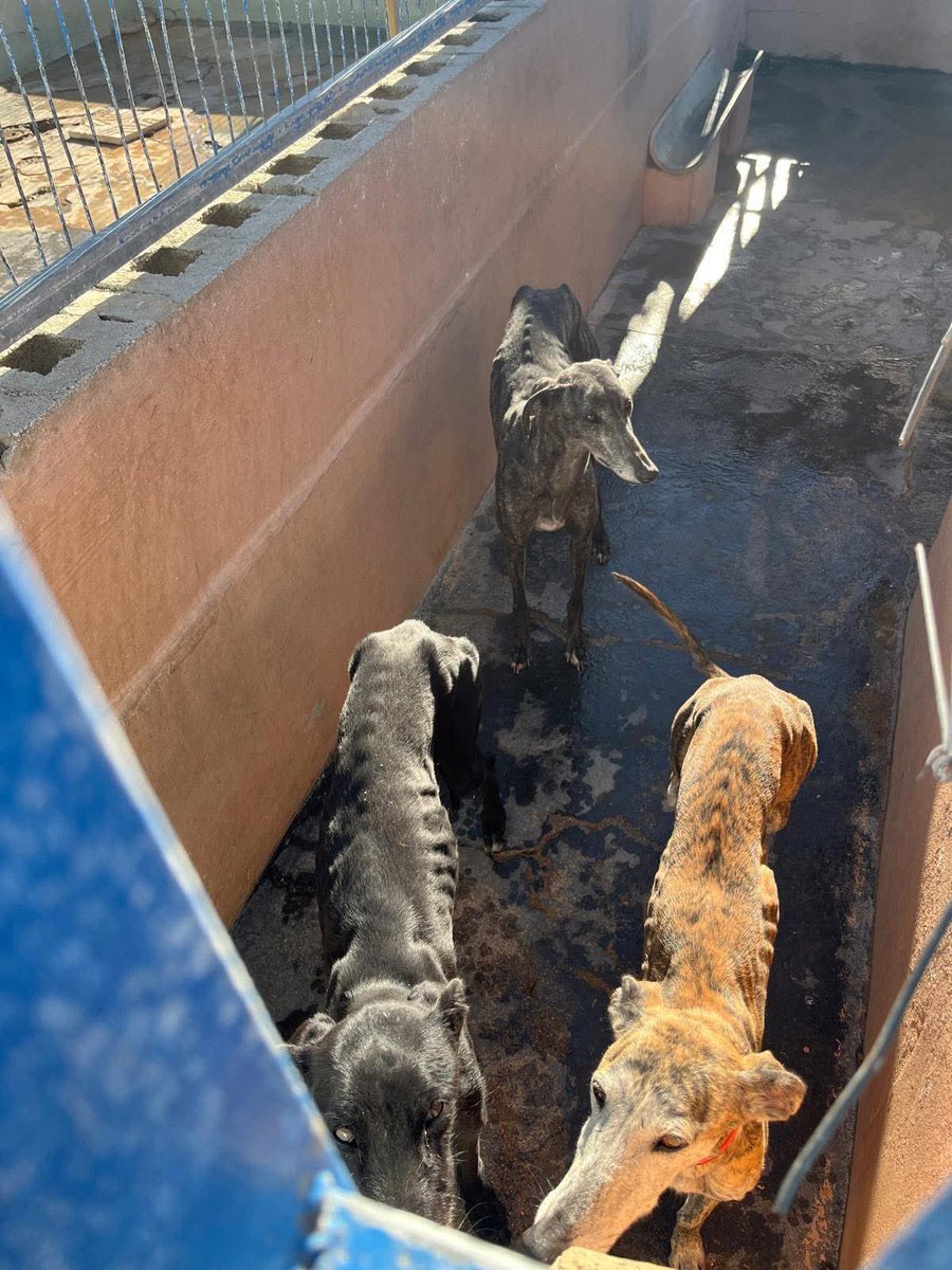 GalgosdelSol's tweet image. This week we have to 25 new ones coming. 
These 3 girls are the first to arrive in the morning. 
They were put in a shelter recently and we were asked to help. The youngest is only about 8mths old! 
It’s going to be a busy week ❤️🙏
