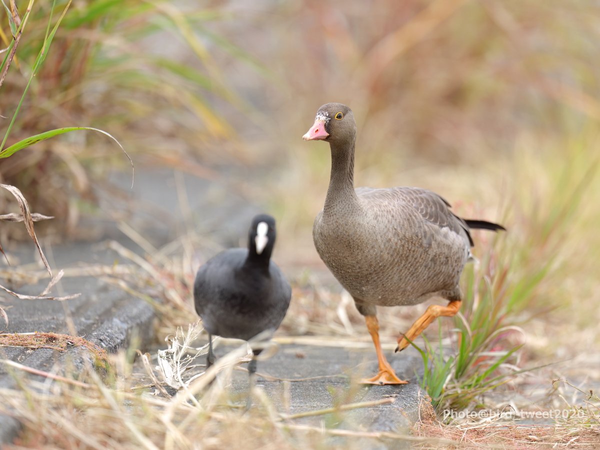 bird_tweet2020's tweet photo. 昨日のカリガネの続き。
じっと待てば近づいて来てくれました。
しかし、警戒心がないわけではありません。
この後『こいつ近づいても大丈夫だぜ』的なCMが現れたのですが、この子は泳いで遠くへ離れていってしまいました😥
地元CMも呆れ気味でした
#Lesserwhitefrontedgoose #カリガネ https://t.co/2C7cZjjAfO