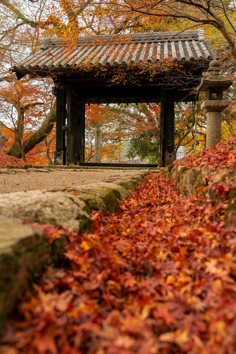 12/7
秋月城跡の紅葉の見頃はもう終わりました