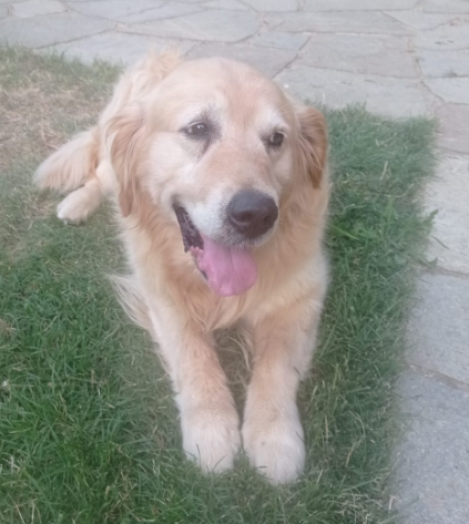 ForseSi.moca tweet media