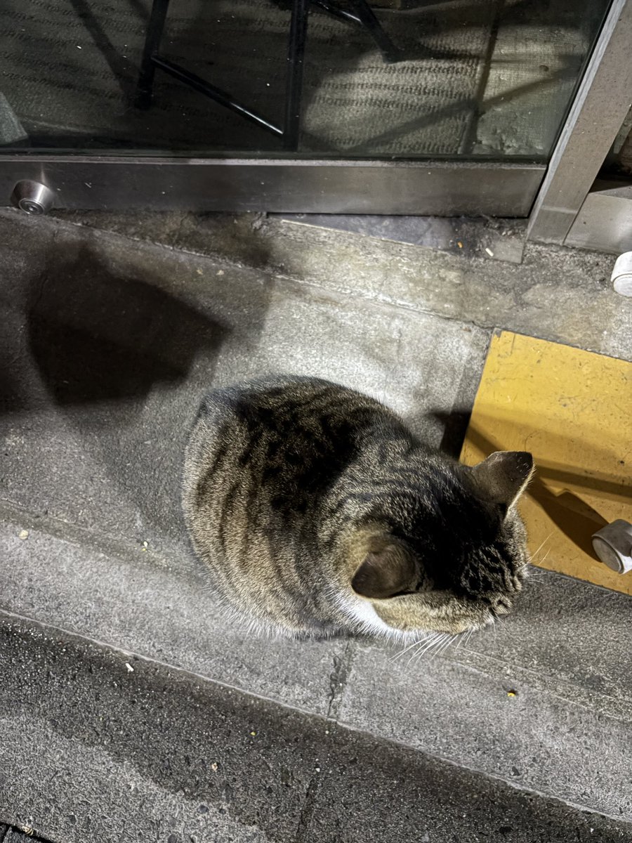Post by はる(るん)🌗 on X: 久々に猫様がいた
