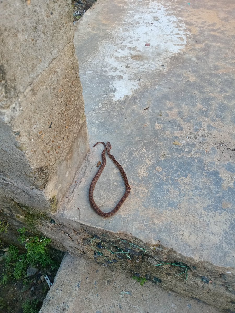 No puedo con esto🏃‍♂️‍➡️en el patio de un vecino🫣🤦‍♀️