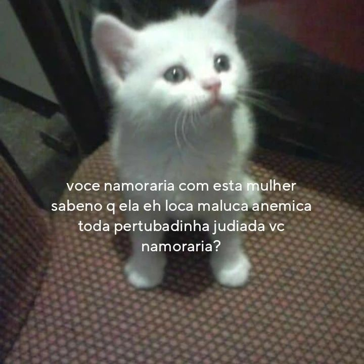 Jon - perfil dedicado a gatinhos e peitos tweet media