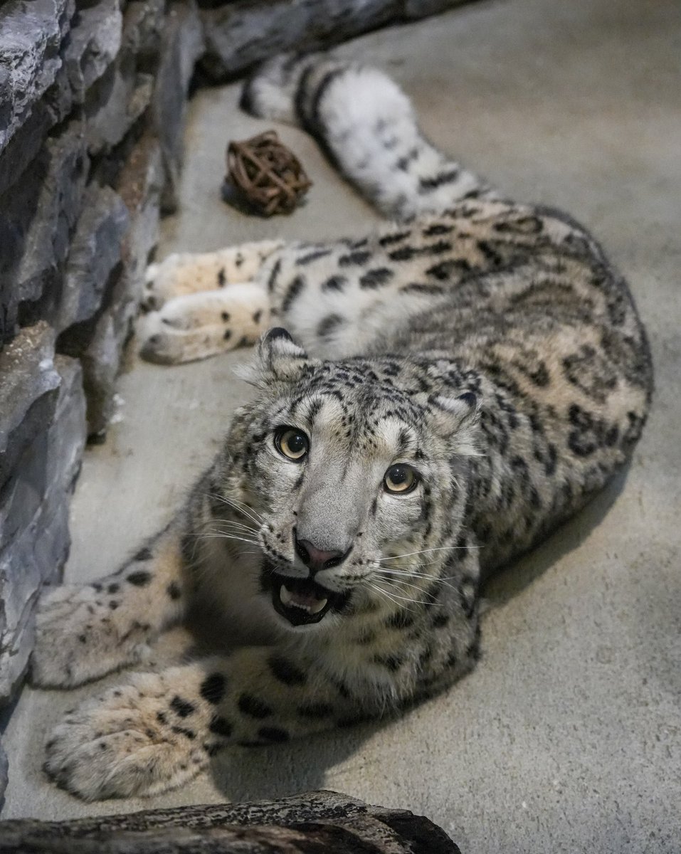 Skrribs's tweet image. i love it when motivation just.. runs out