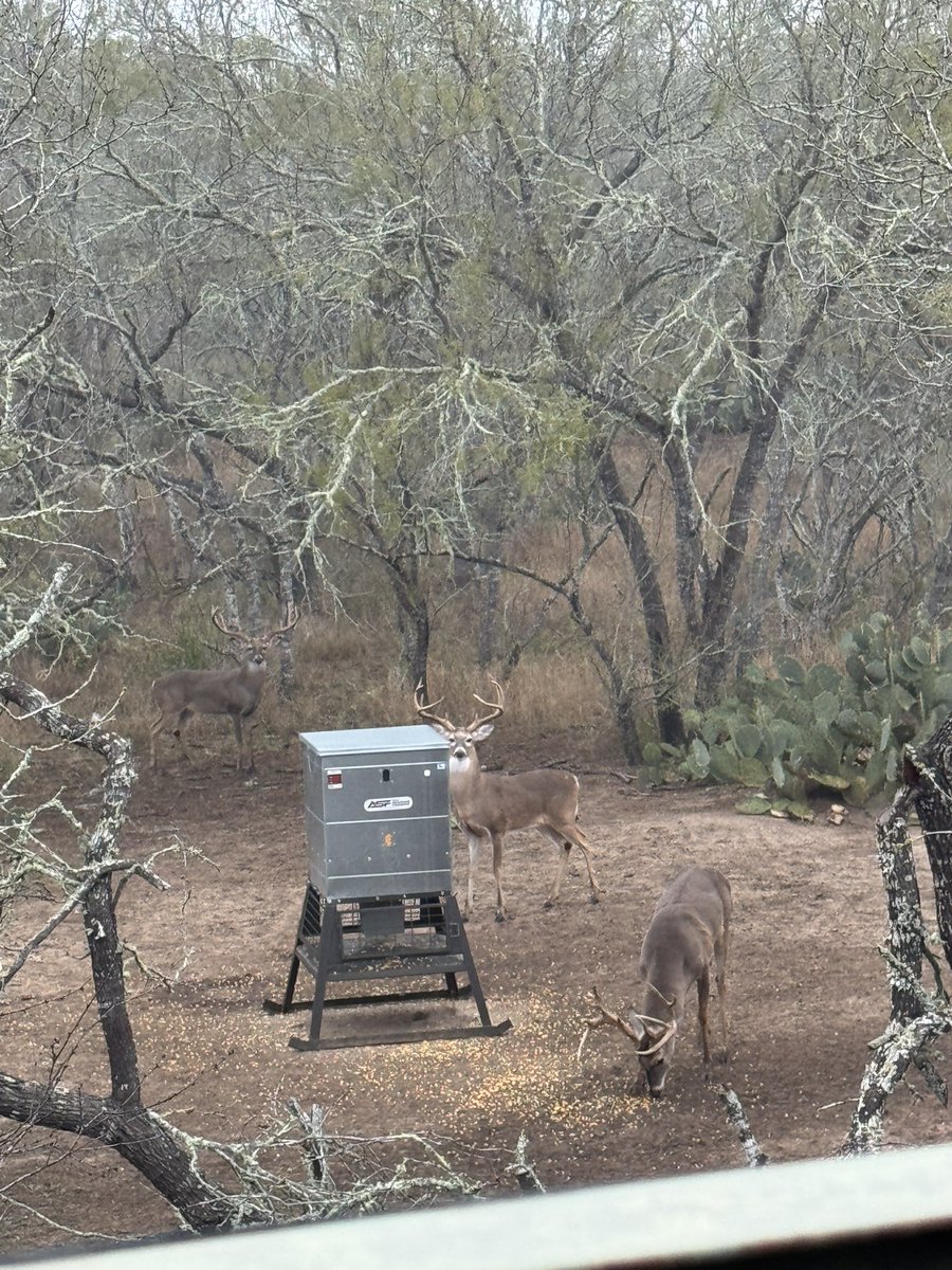 Big Deer Hunter tweet media