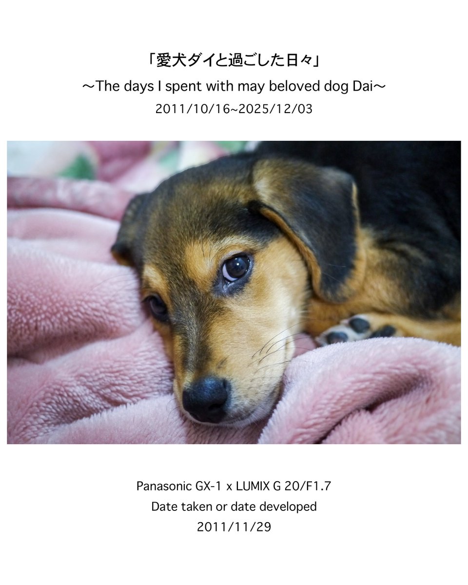 naoki_kawashima's tweet image. .
instagram.com/p/DR9sBExj01x/…

「私のフォトアルバムから」No.0003
撮影日(現像日):2011/11/29

この円らな瞳に胸キュンです😍

ーーーーーーーーーーーーーーーーーーー
〜愛犬ダイとの14年間を振り返る〜…