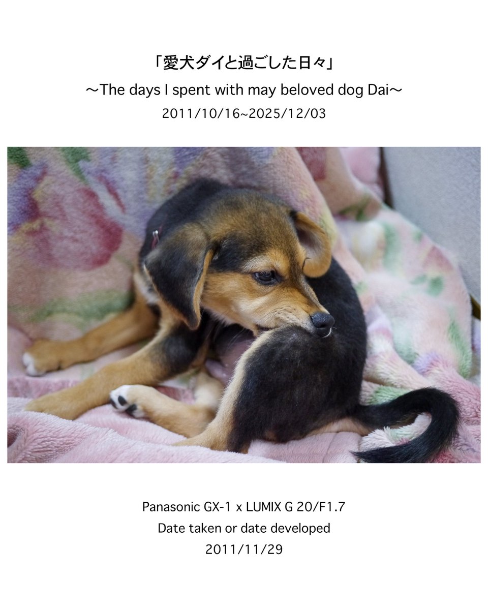 naoki_kawashima's tweet image. .
instagram.com/p/DR9sBExj01x/…

「私のフォトアルバムから」No.0003
撮影日(現像日):2011/11/29

この円らな瞳に胸キュンです😍

ーーーーーーーーーーーーーーーーーーー
〜愛犬ダイとの14年間を振り返る〜…