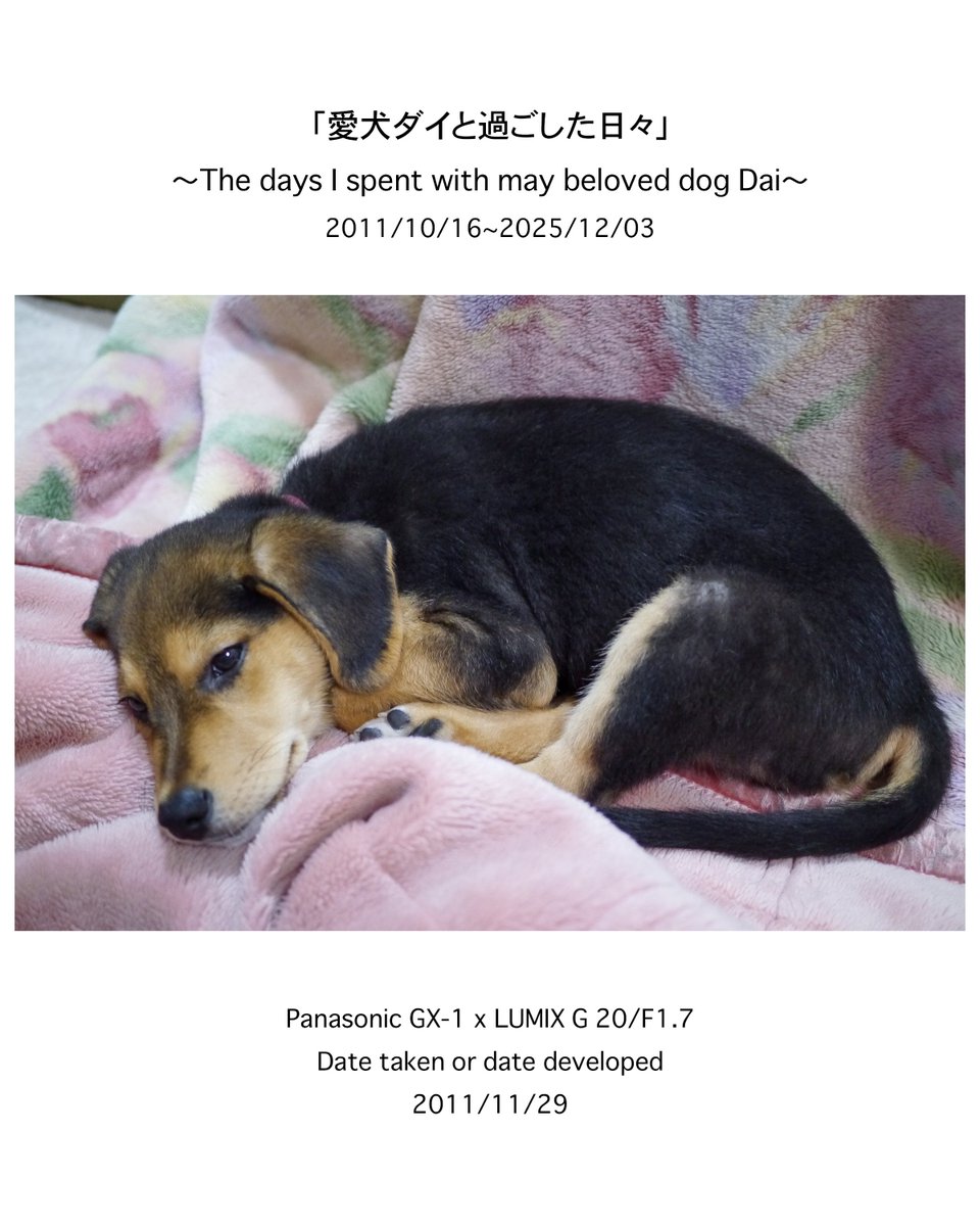 naoki_kawashima's tweet image. .
instagram.com/p/DR9sBExj01x/…

「私のフォトアルバムから」No.0003
撮影日(現像日):2011/11/29

この円らな瞳に胸キュンです😍

ーーーーーーーーーーーーーーーーーーー
〜愛犬ダイとの14年間を振り返る〜…