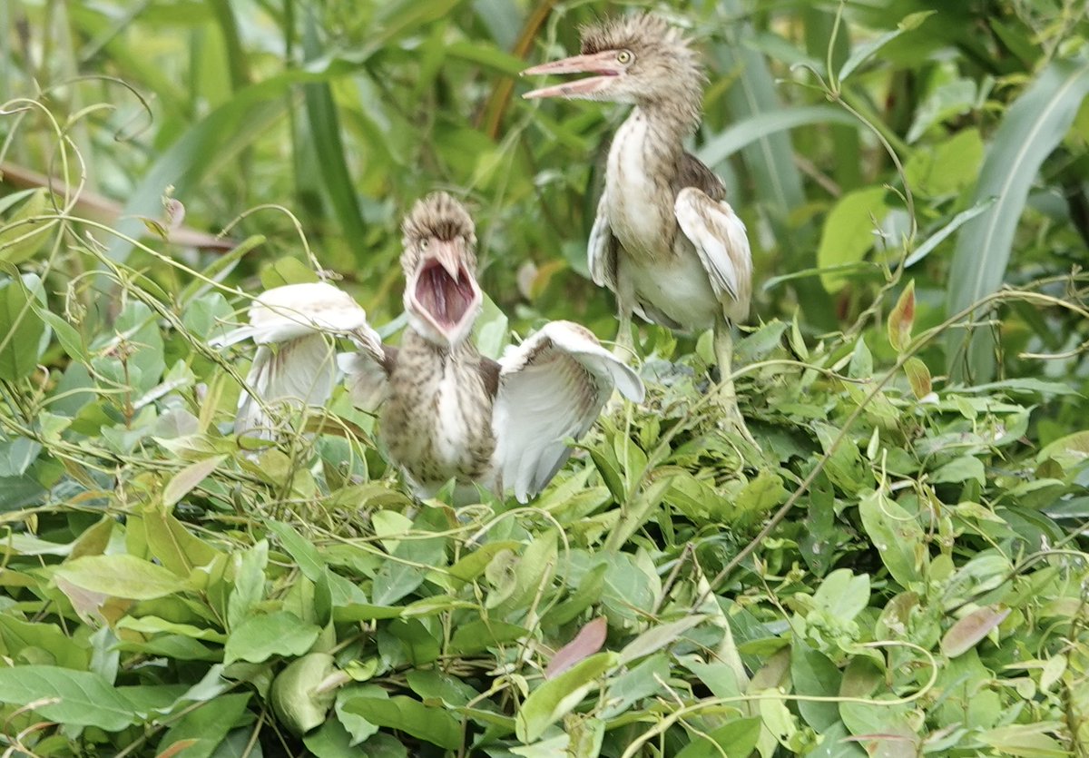 Dr. Reeteka Sud (Bluesky: reeteka.bsky.social) tweet media