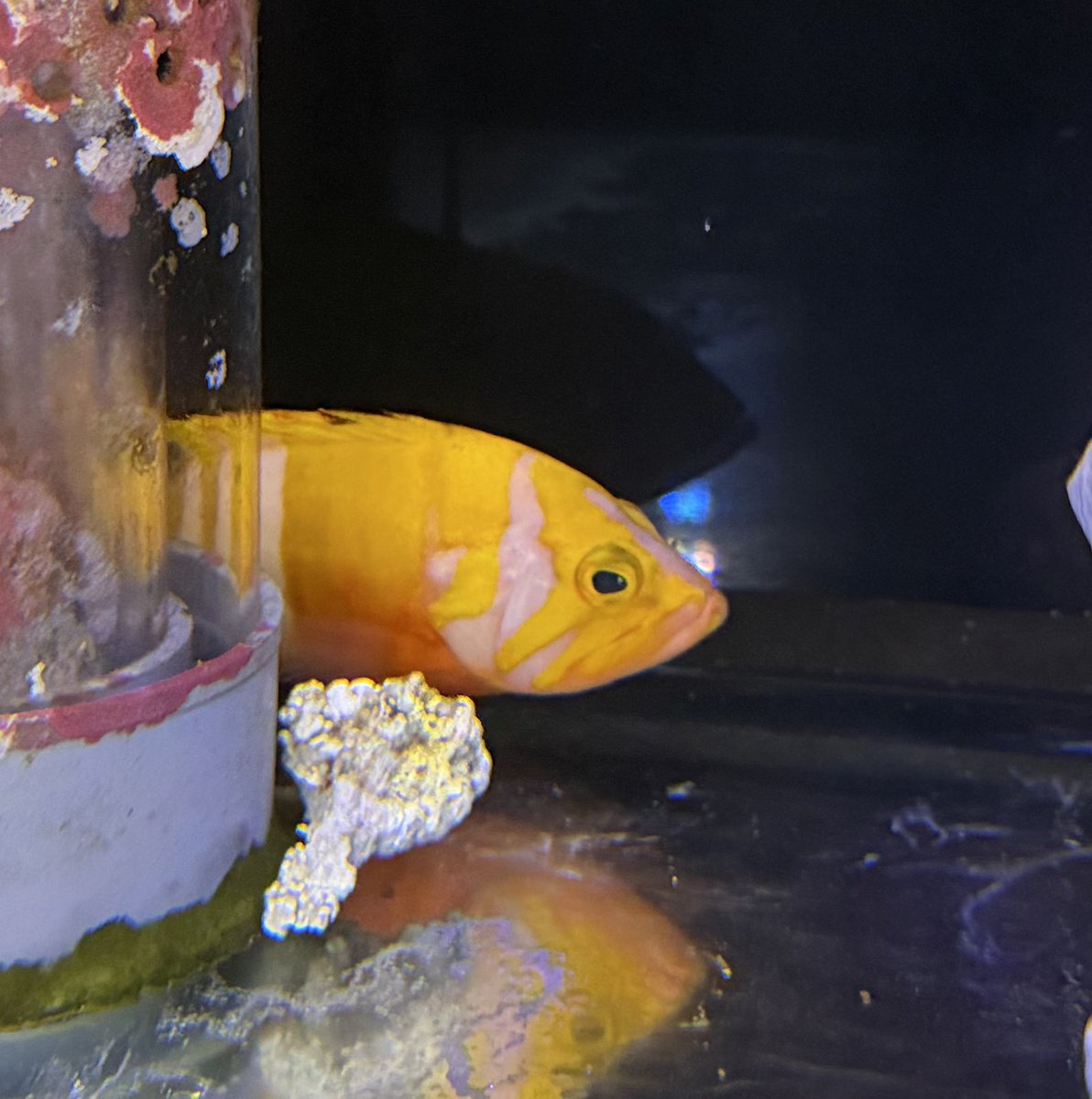 シマハタ(168万円)