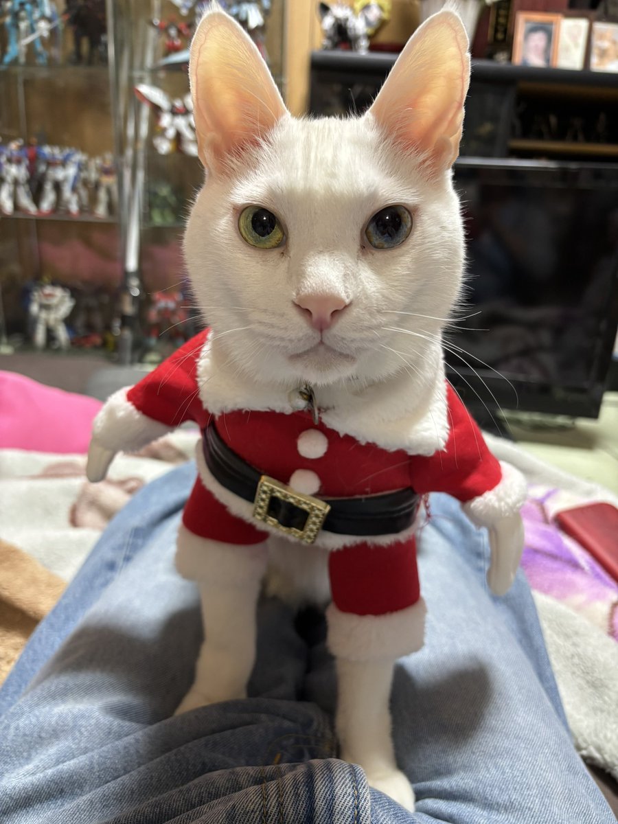サンタさん早いよ、早い💦 #ねこサンタ #クリスマス