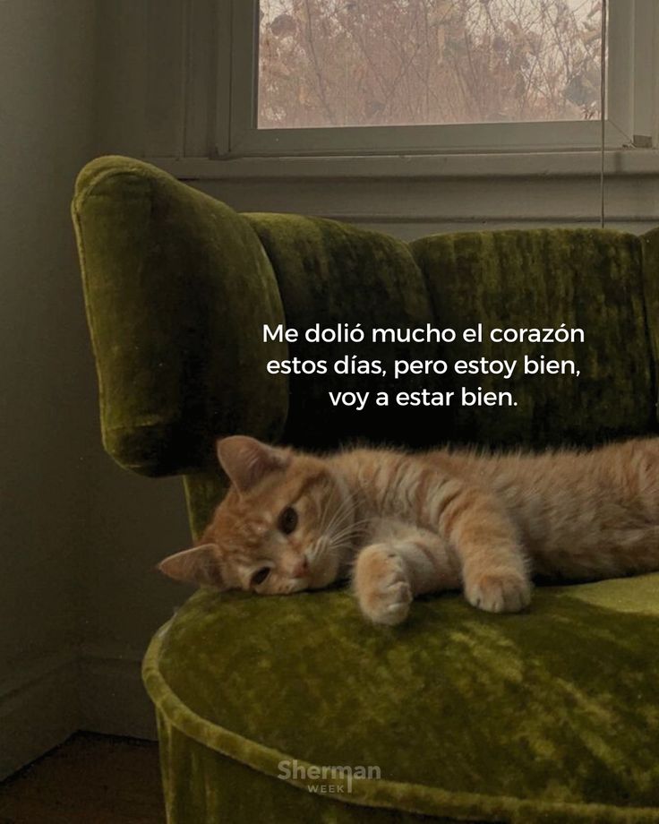 Escrito_Ideal's tweet image. 