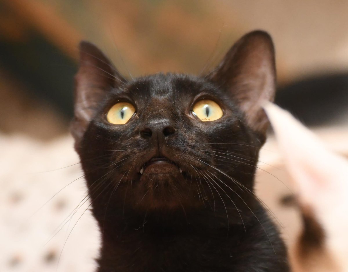 BUBAH en adopción 😊
📍 Sueca, València

Bubah es una panterita juguetona que da mordisquitos de amor. ❤️
Es travieso, muy cariñoso y siempre busca tu mano para pedir mimos. 🥰

Si quieres darle un hogar para siempre, escríbenos al 📲 621 260 314 tras leer el protocolo: en al bio