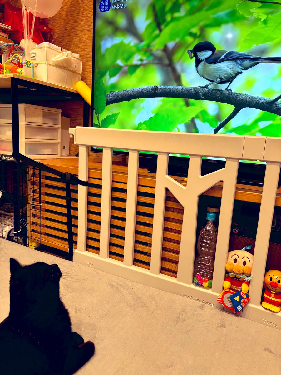 Yo4_August's tweet photo. 今日の情熱大陸への喰いつきがすごい

#猫との暮らし 
#情熱大陸 https://t.co/PjIu7N24rl