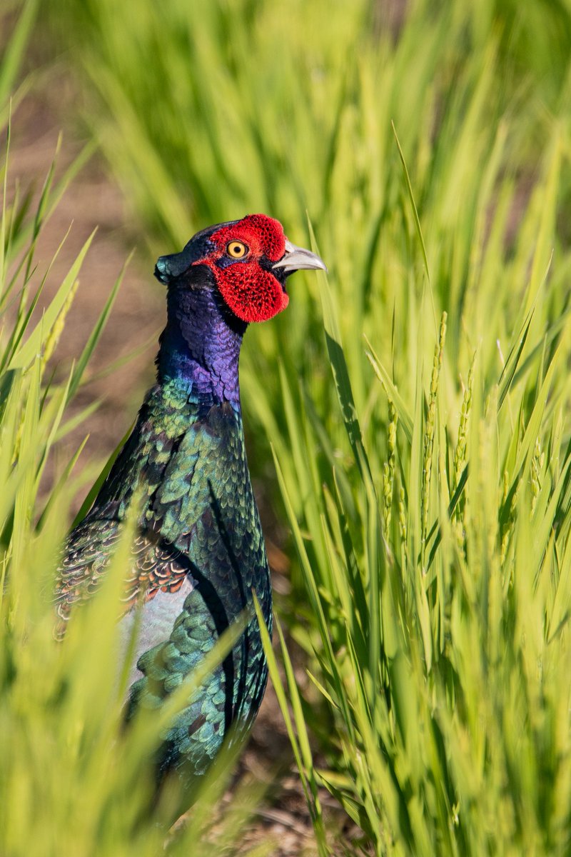 Nikki122029's tweet photo. A pheasant suddenly popped out of the weeds.
#birdphotography
#birdwatching
#wildlifephotography
#naturelovers
#birding
#birsofJapan https://t.co/IefW1ywGQX