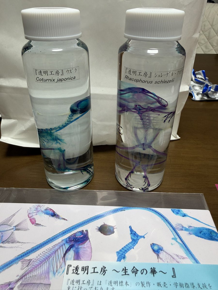 むちゅまる tweet media