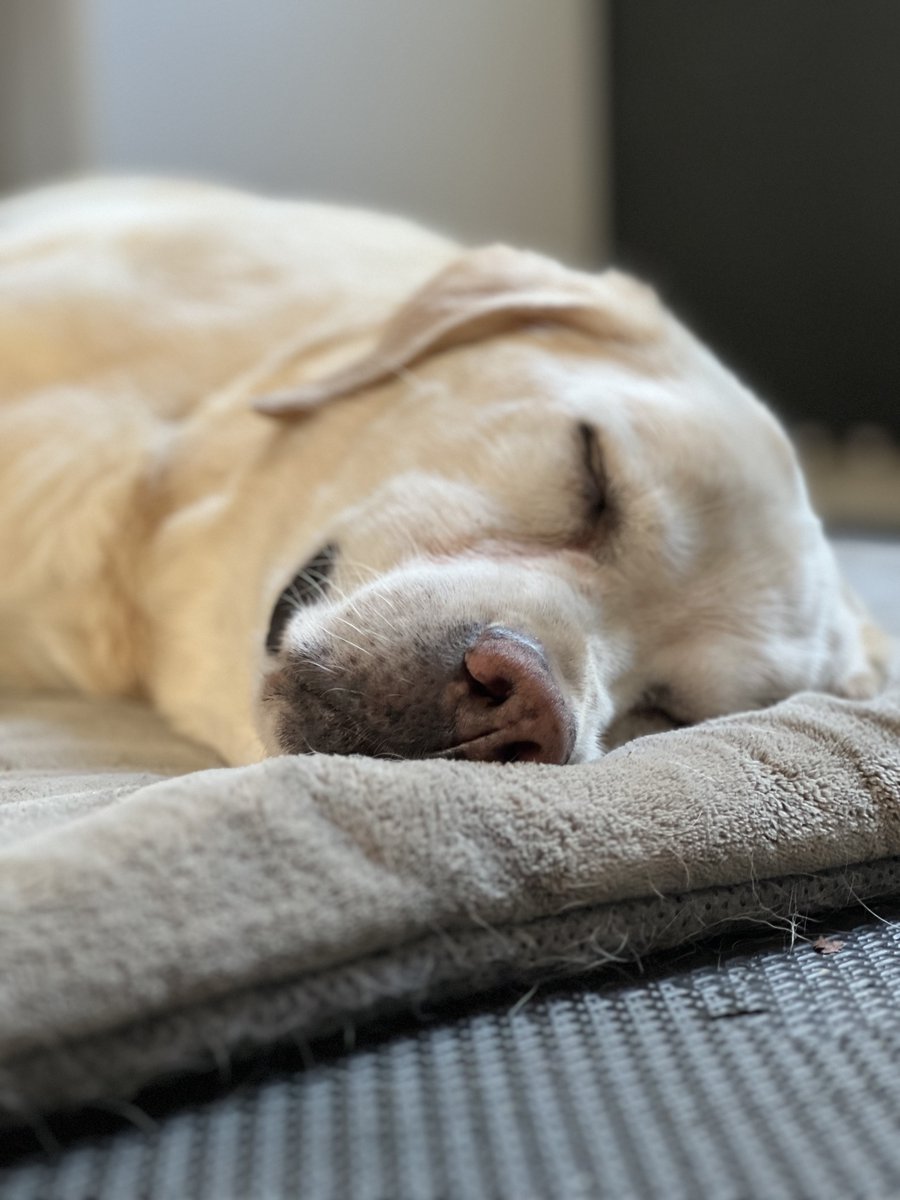 It looks as though we will have another Christmas with this old guy. My heart is full ❤️💚❤️