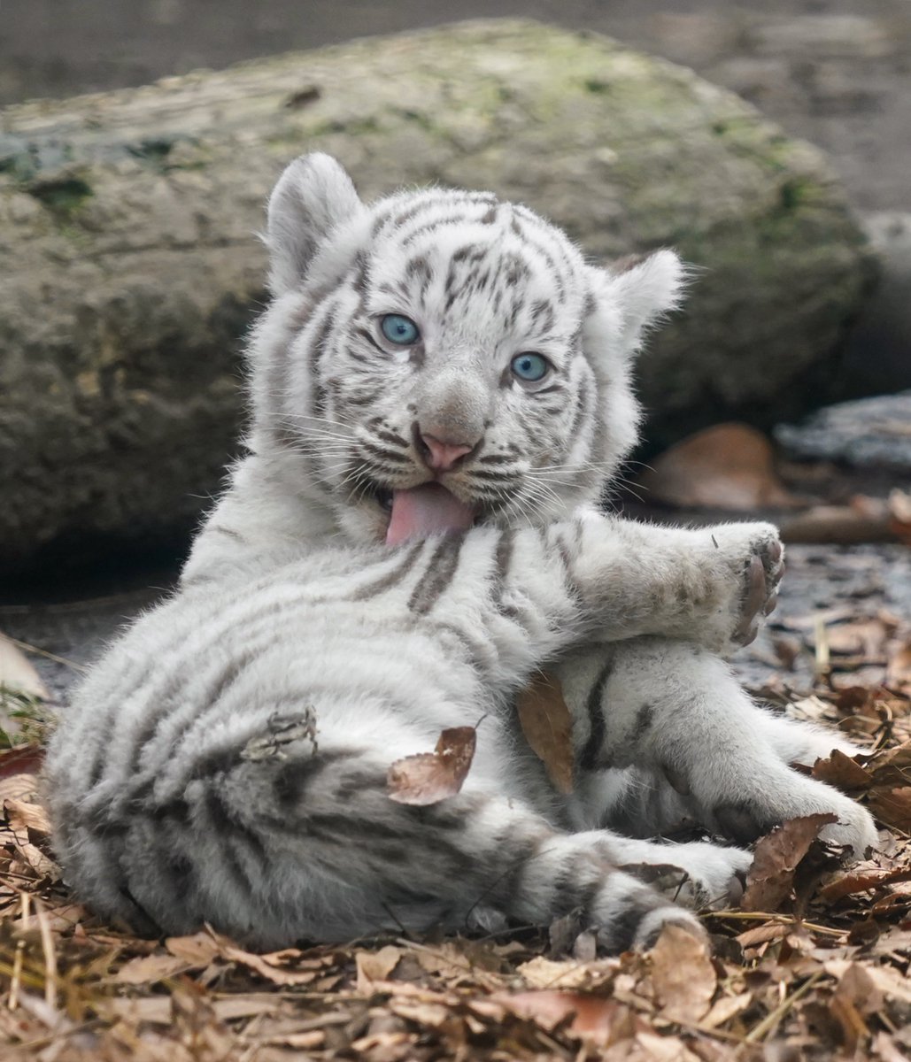 riku (@rikunow) / Posts / X