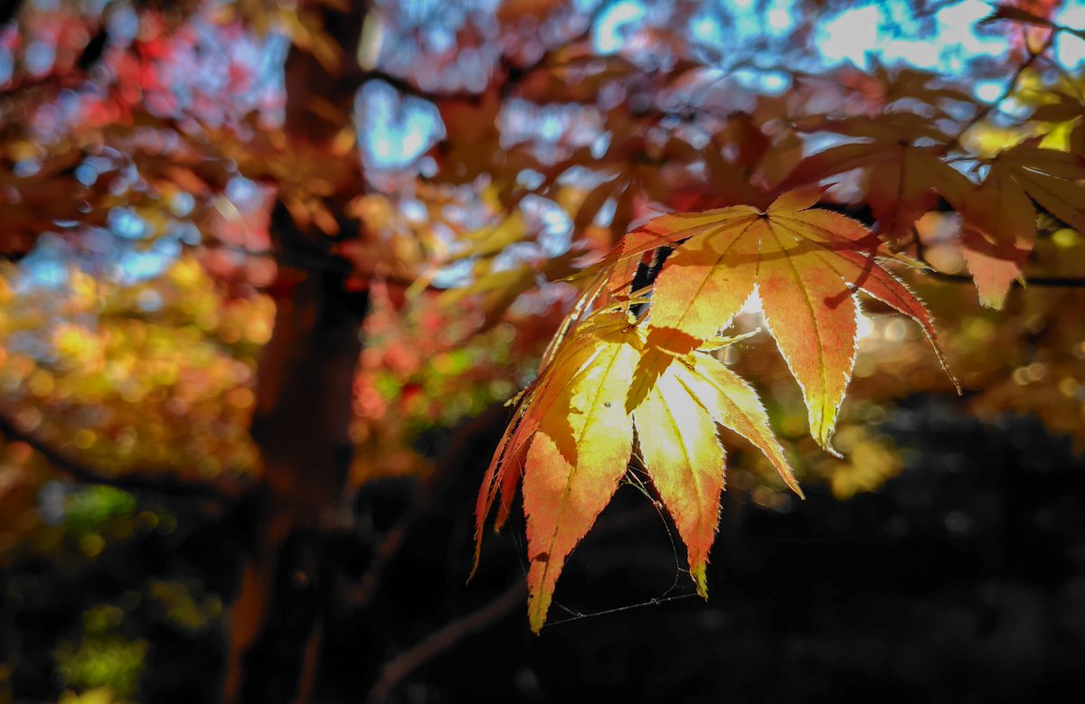 きょうの紅葉
本土寺のモミジはピークを過ぎてる感じだけど、まだ楽しめました。
低い夕陽がスポットライトを当てていました。
 #写真が好きな人と繋がりたい #キリトリセカイ #東京カメラ部 #松戸
#本土寺　#楓　＃スマホ写真